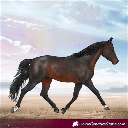 Horse Color:Brown Rabicano 