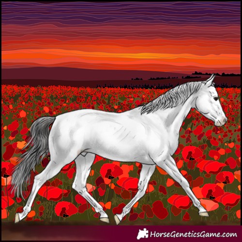 Horse Color:Brown Sabino Rabicano 