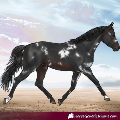 Horse Color:White Spotted Brown