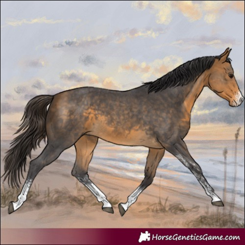 Horse Color:Buckskin Sabino