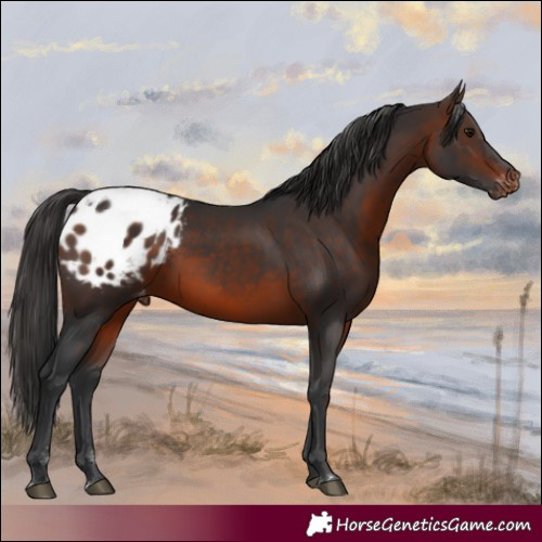 Horse Color:Brown Varnish 