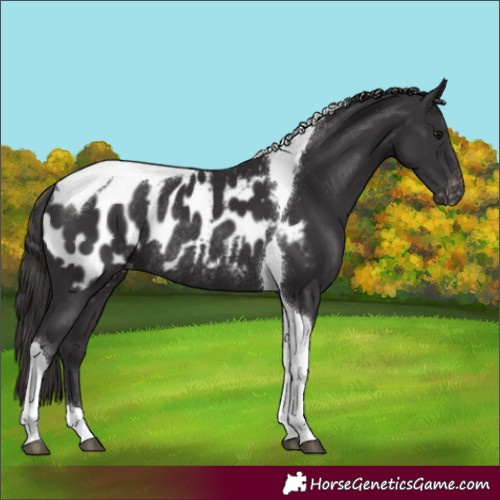 Horse Color:Smoky Black Tobiano Blanket Rabicano 