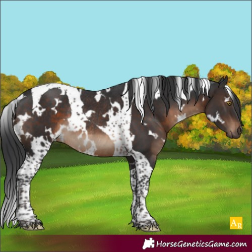 Horse Color:White Spotted Brown Tobiano Rabicano