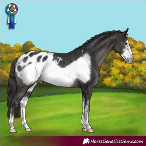 Horse Color:Smoky Black Sabino Frame Blanket Rabicano