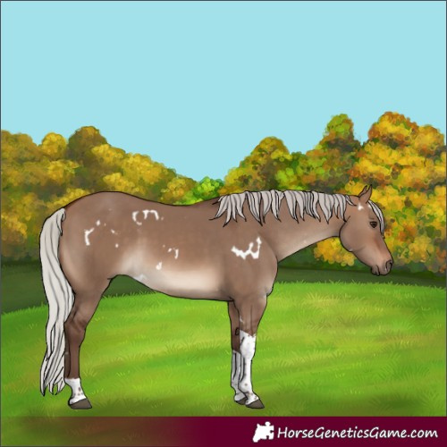 Horse Color:White Spotted Silver Brown Dun Tobiano