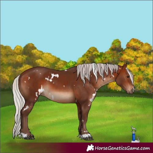 Horse Color:White Spotted Silver Brown