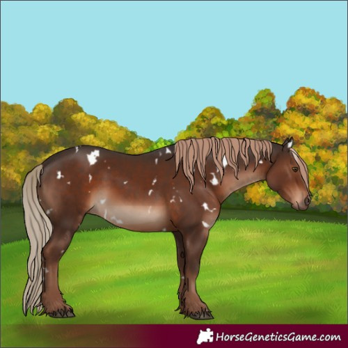 Horse Color:White Spotted Liver Chestnut Rabicano