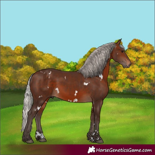 Horse Color:White Spotted Silver Brown Rabicano