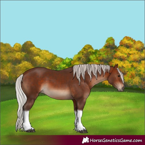 Horse Color:Silver Brown Sabino Tobiano 