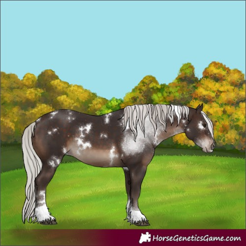 Horse Color:White Spotted Silver Brown Tobiano 