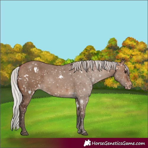 Horse Color:White Spotted Silver Brown Dun Snowflake Varnish