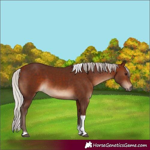 Horse Color:Silver Bay Tobiano 