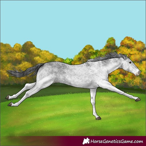 Horse Color:White Spotted Black