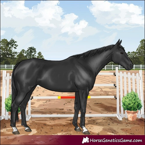 Horse Color:Black 