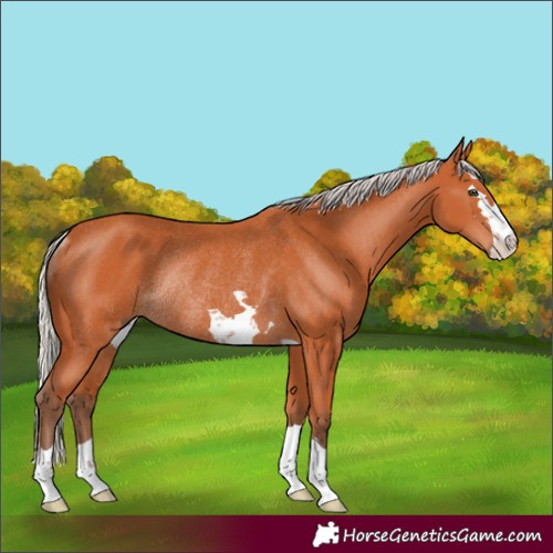 Horse Color:Silver Bay Rabicano 