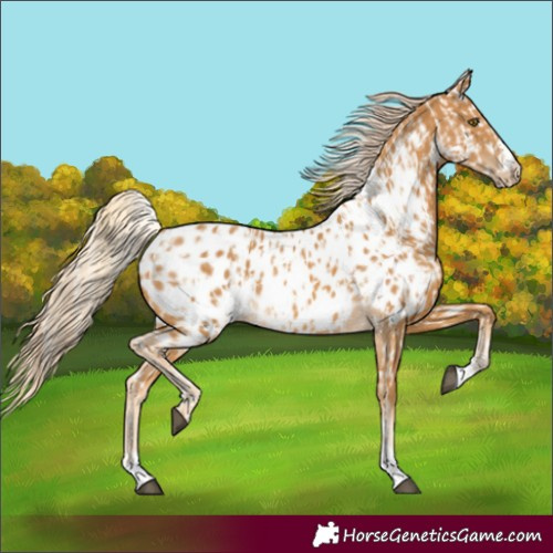 Horse Color:Palomino Near Leopard and Palomino Blanket