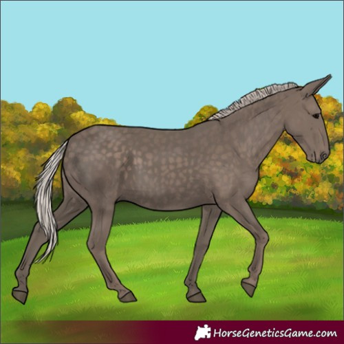 Horse Color:Silver Black