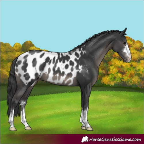 Horse Color:Black Blanket 
