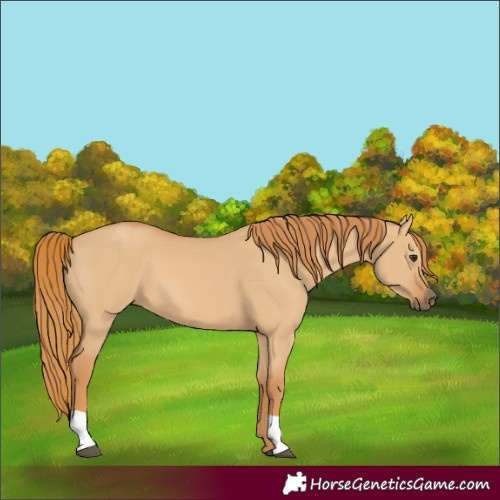 Horse Color:Red Dun