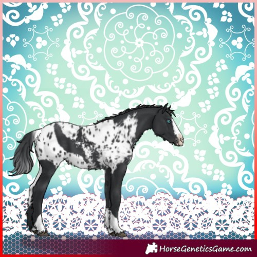 Horse Color:Black Splash Tobiano Skewed LP Spotted 