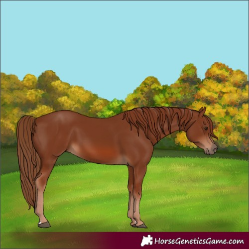 Horse Color:Chestnut 