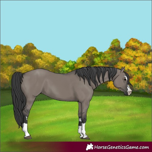 Horse Color:Grullo 
