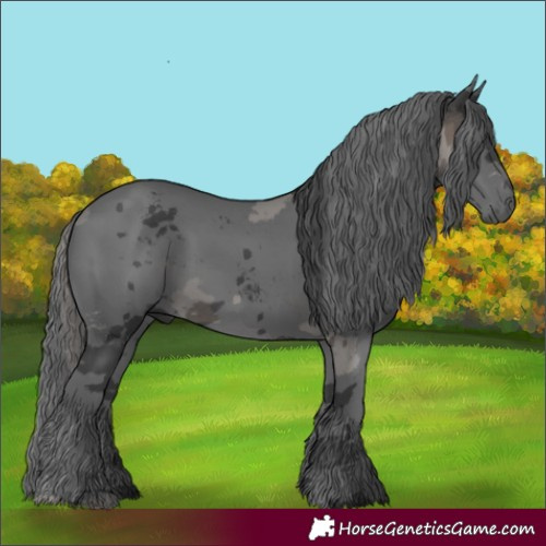 Horse Color:Black Merle 