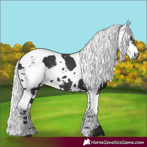 Horse Color:Black Harlequin Merle 