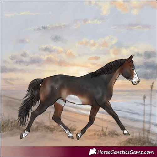 Horse Color:Brown Sabino Frame