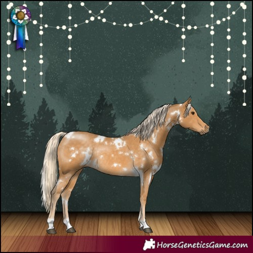 Horse Color:White Spotted Palomino Rabicano 