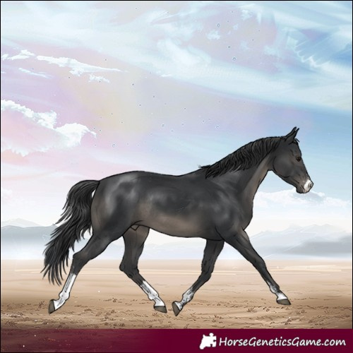 Horse Color:Black Sabino Rabicano