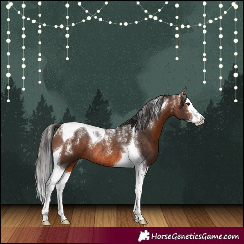 Horse Color:Powder White Brown Splash Tobiano Rabicano 