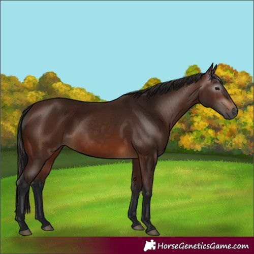 Horse Color:Gray Bay