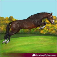 Horse Color:Gray Bay 