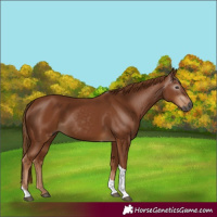 Horse Color:Gray Chestnut Tobiano