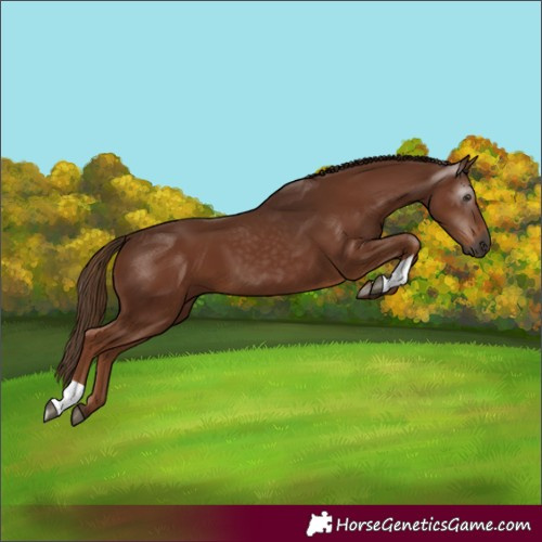 Horse Color:Gray Chestnut