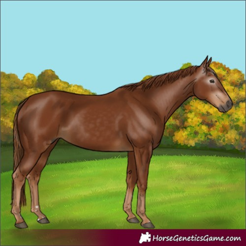 Horse Color:Gray Chestnut