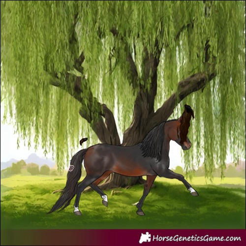 Horse Color:Bay 