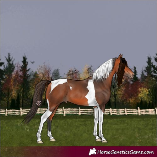 Horse Color:Bay Tobiano 