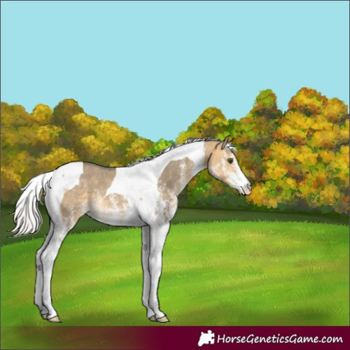 Horse Color:White Spotted Silver Buckskin Dun Tobiano 