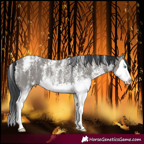 Horse Color:Powder White White Spotted Grullo Splash Rabicano 