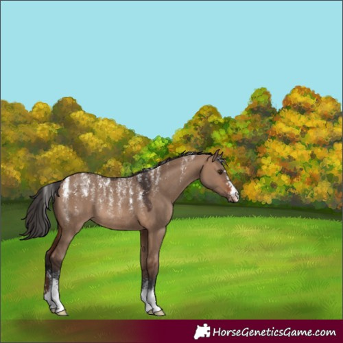 Horse Color:Powder White Brown Dun Rabicano 