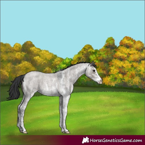 Horse Color:White Spotted Grullo Roan 