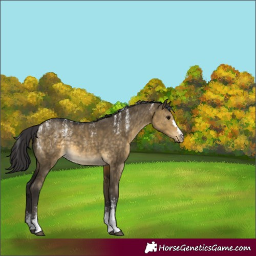Horse Color:Powder White Buckskin Dun Rabicano 