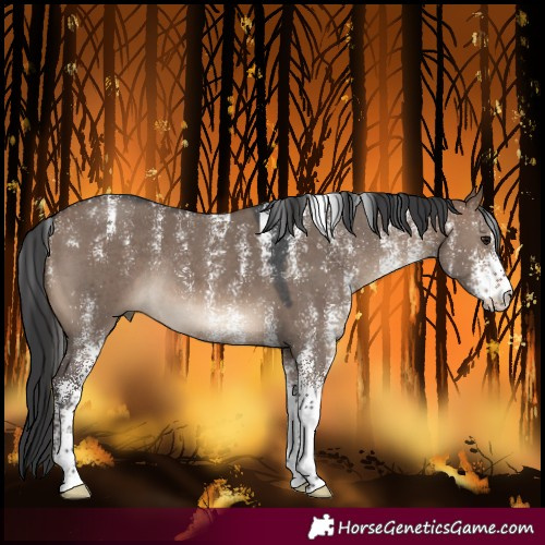 Horse Color:Powder White White Spotted Brown Dun Rabicano 