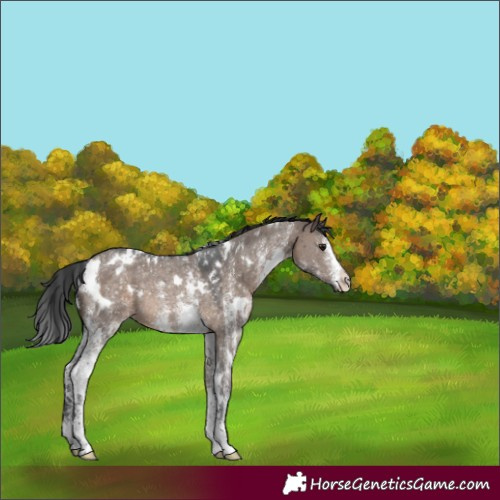Horse Color:White Spotted Brown Dun Rabicano