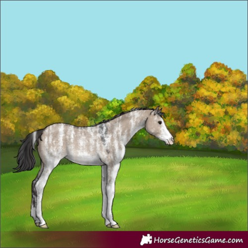 Horse Color:Powder White White Spotted Brown Dun Rabicano