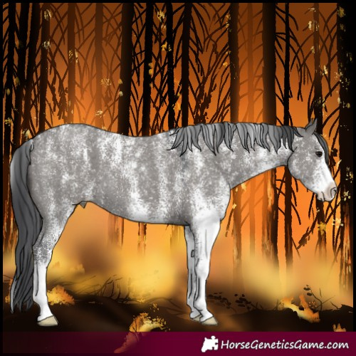 Horse Color:Powder White White Spotted Grullo 