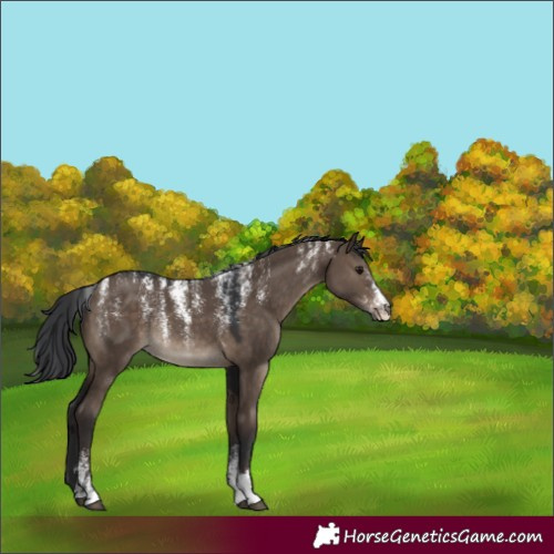 Horse Color:Powder White Brown Dun Rabicano 