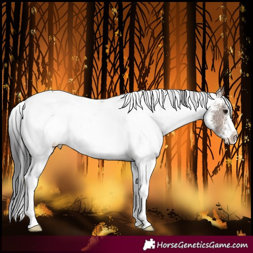Horse Color:White Spotted Brown Dun Rabicano
